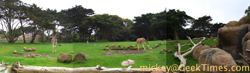 San Francisco Zoo savanna