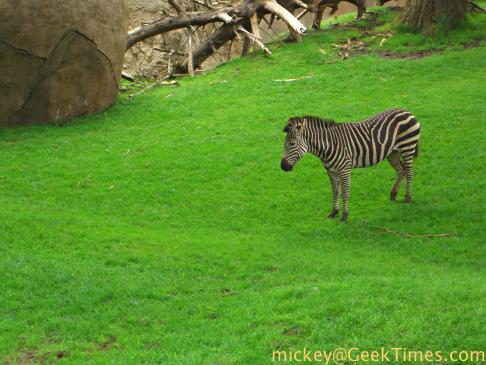 San Francisco Zoo zebra