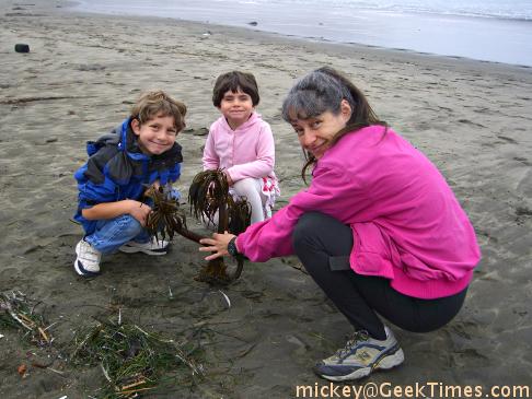 pacifica - beach seaweed