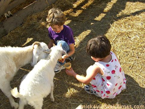 arata - feeding goats