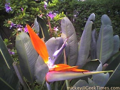 bird of paradise