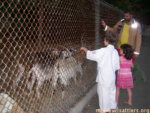 our kids with goats @ Laguna Honda