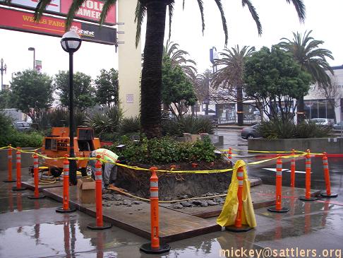 palm tree planters at Castro Safeway, San Francisco