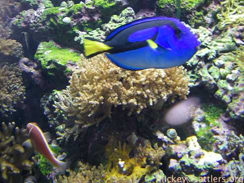 Aquarium by the Bay