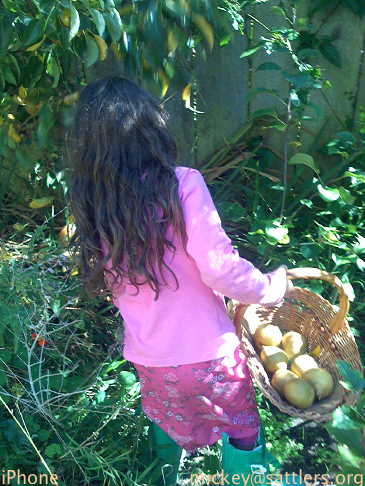 Lila harvests pears