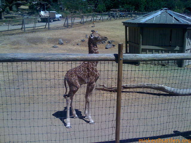 Safari West: infant giraffe