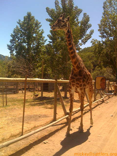 Safari West: giraffe