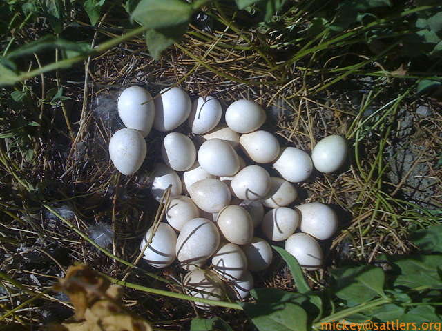 Safari West: nest of eggs