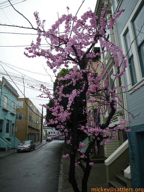 San Francisco springitme sakura