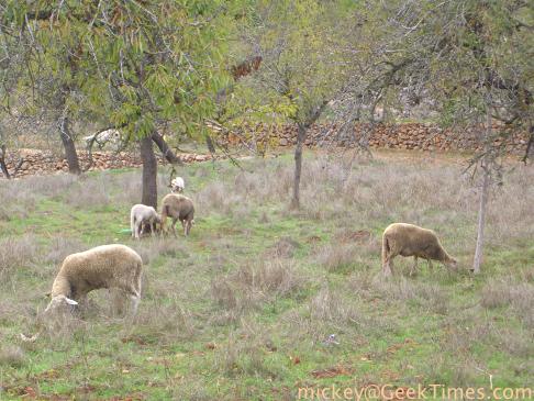 Sant Joan, Ibiza, sheep scene