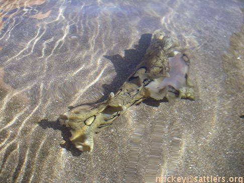 Gran Canaria: Maspalomas nudibranc