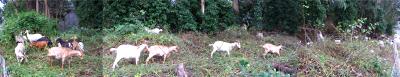 goats grazing, san francisco