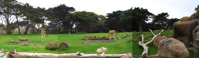 San Francisco Zoo new African Savanna exhibit