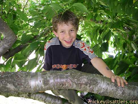 Isaac treed  in Golden Gate Park